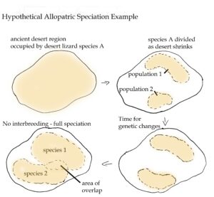 Allopatric example
