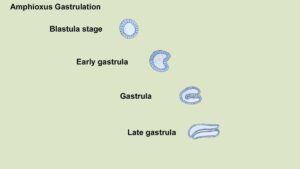 Amphioxus gastrulation 2c