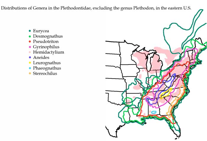 Plethodontidae Eastern US dist