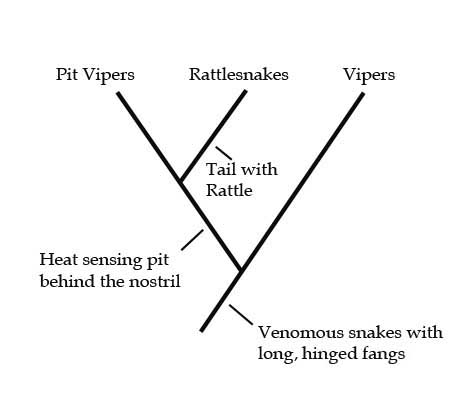 Viper Phylogeny
