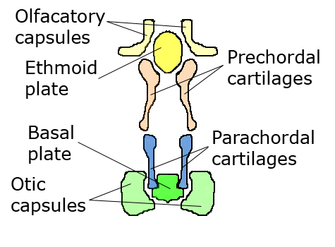embryonicneuralcart2