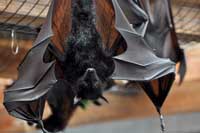 giant fruit bat