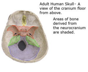 Cranial skeleton – Dr. Bret Kuss Biology