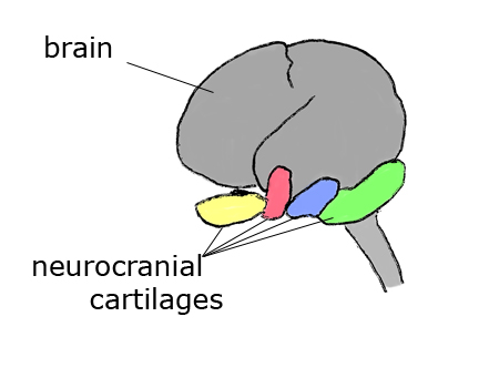 humanneurocraniumbrain4