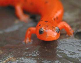 mud salamander