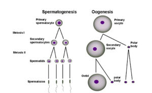 spermatogenesisoogenesi